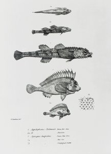 Aspidophorus Chiloensis ve Agriopus Hispidus, Charles Darwin