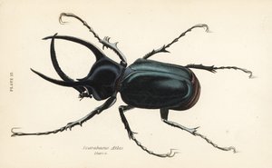 Atlas böceği, Chalcosoma atlası (Scarabaeus atlası) by English School