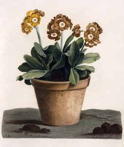 Bir Tencerede Auricula, c.1840