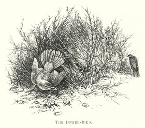 Avustralya: Bower-Bird (gravür) by English School