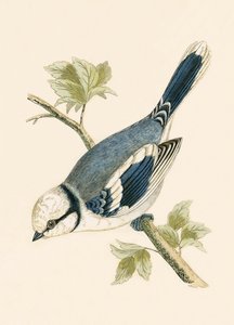 Azure Tit, Charles Robert Bree (1811-86) tarafından 