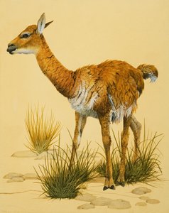 bebek lama by English School
