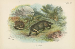 Porsuk by English School