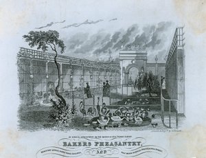 Fırıncılar Sülün, Chelsea by English School
