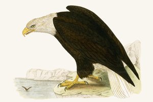 Kel Kartal, Charles Robert Bree (1811-86) tarafından 