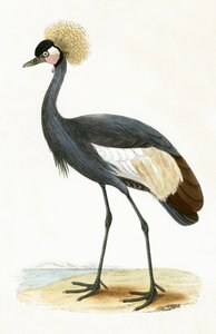 Balear Turna, Charles Robert Bree (1811-86) tarafından 