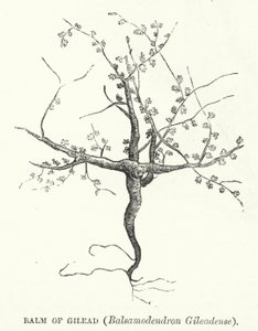 Gilead Balsamı, Balsamodendron Gileadense (gravür) by English School