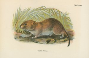 banka vole by English School