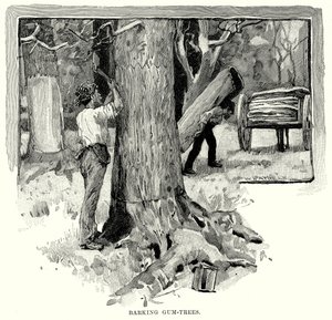 Barking Gum-Trees (gravür) by English School