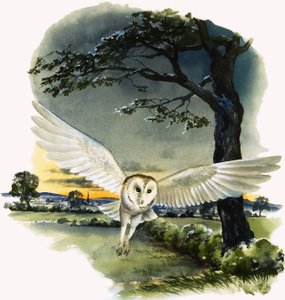 Uçuş Halindeki Ahır Baykuşu, 