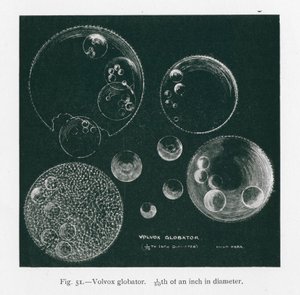 Doğanın güzellikleri: Volvox Globator (lito) by English School