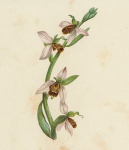 Arı Orkisi, Ophrys Apifera (renkli lito) by English School