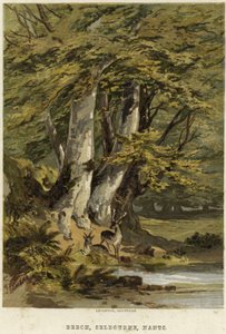 Kayın ağaçları, Selborne, Hampshire yakınlarında by English School