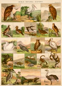 İncil doğa tarihi by English School