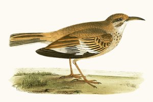 Bifasciated Lark, Charles Robert Bree (1811-86) tarafından 