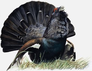 Kuş