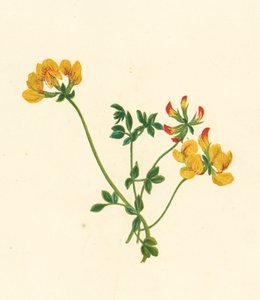 Kuş Ayağı Yoncası, Lotus Corniculatus (renkli lito) by English School