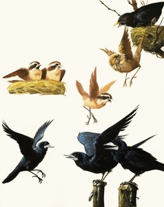 Kuşlar montajı by English School