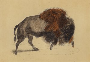 Bizon (renkli lito) by English School