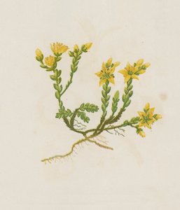 Isıran Taşkıran, Sedum Acre (renkli lito) by English School