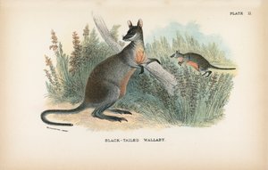 Kara Kuyruklu Wallaby by English School