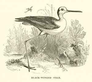 Kara Kanatlı Stilt (gravür) by English School