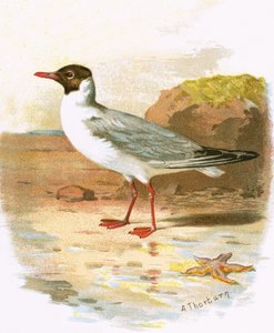 Umutwe wirabura