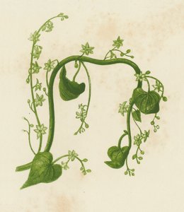 Siyah Bryony, Tamus Communis (renkli lito) by English School