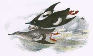 Kara Guillemot by English School
