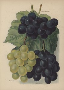 Siyah Hamburgh, Buckland Tatlısu, Siyah Alicante by English School