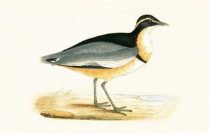 Kara Başlı Cılıbıt, Charles Robert Bree (1811-86) tarafından 