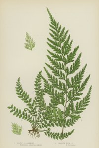 Siyah Dalak, Pürüzsüz Kaya Dalak (renkli lito) by English School