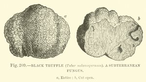 Kara Trüf (Tuber melanospermum); Bir yeraltı mantarı by English School