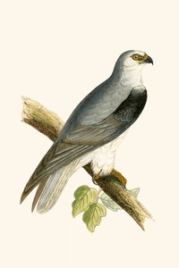 Kara Kanatlı Uçurtma, Charles Robert Bree (1811-86) tarafından 