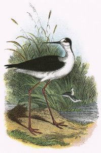 Siyah kanatlı Uzunbacak by English School