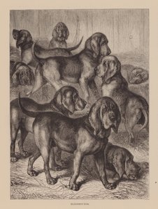 Bloodhounds (gravür) by English School