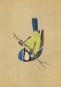 Mavi Baştankara (renkli taş) by English School