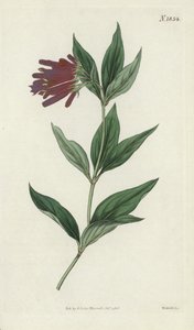 botanik gravür by English School