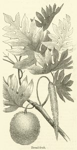 Ekmek-meyve (gravür) by English School
