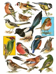 İngiliz Kuşları by English School