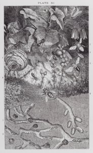 İngiliz Böcekleri: Karıncalar, Yaban Arıları ve Yalnız Arılar (gravür) by English School