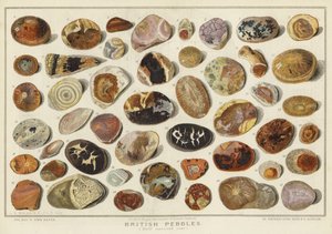 İngiliz Çakılları (chromolitho) by English School