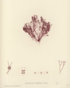 İngiliz Deniz Yosunu (doğa baskılı) by English School