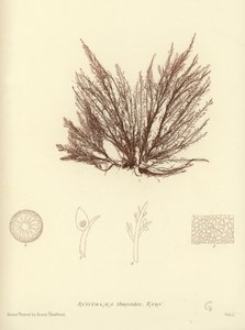 İngiliz Deniz Yosunu (doğa baskılı) by English School