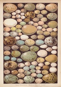 İngiliz kuşlarının yumurtaları (chromolitho) by English School