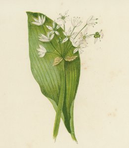 Geniş Yapraklı Sarımsak; ya da Ransomlar, Allium Ursinum (renkli lito) by English School