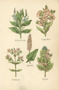 Brook Lime, Soap Wort, Bistort, Centuary, Bugle (renkli lito) by English School