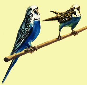 muhabbet kuşları by English School