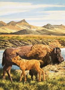bufalo by English School
