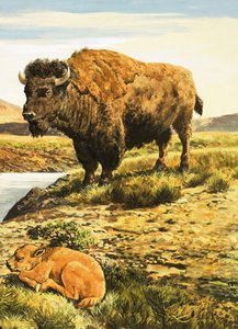 bufalo by English School